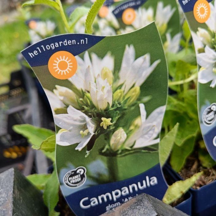 peurankello, Campanula glomerata 'Alba' P11 Valkokukkainen kellokasvi peurankello, Campanula glomerata 'Alba' P11 Valkokukkainen kellokasvi