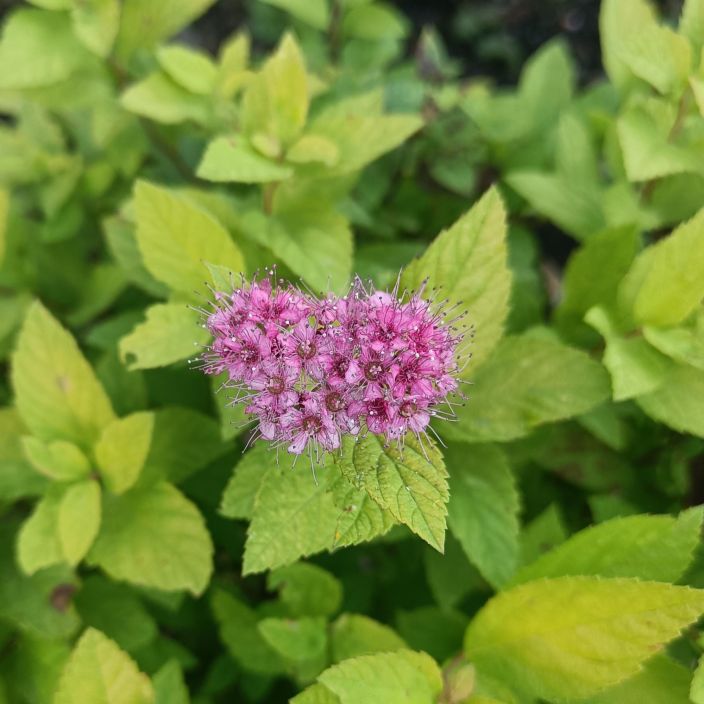 KELTAKEIJUANGERVO Spiraea japonica 'Golden Princess' At 3L tuotekuva 1 KELTAKEIJUANGERVO Spiraea japonica 'Golden Princess' At 3L tuotekuva 1