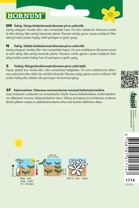 Maariankello, lajitelma Campanula medium tuotekuva 1 Maariankello, lajitelma Campanula medium tuotekuva 1