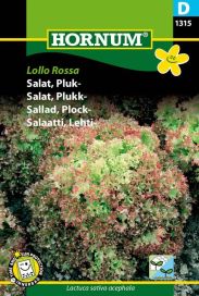 Lehtisalaatti 'Lollo Rossa' Lactuca sativa acephala