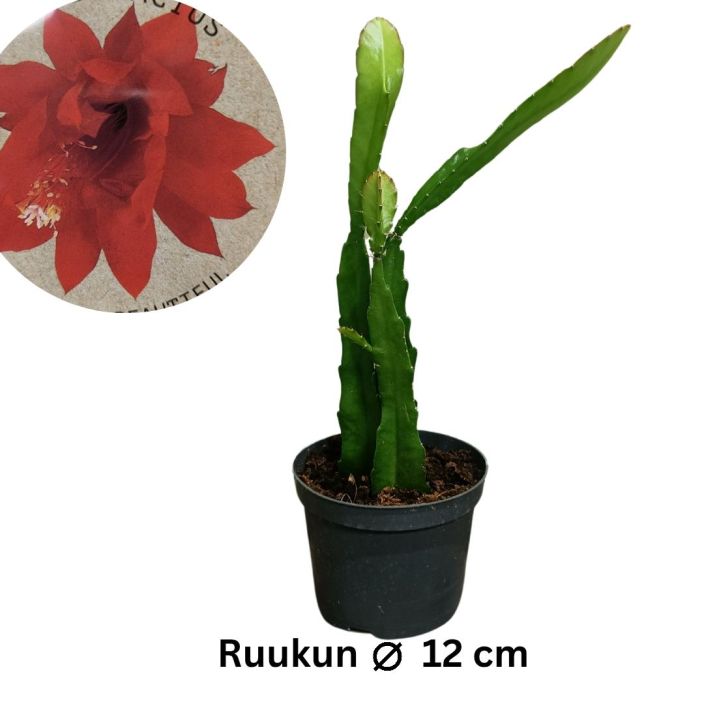 POJANHOVIKAKTUS Epiphyllum ackermannii P12 Lehtikaktus, joka tekee punaisia kukkia