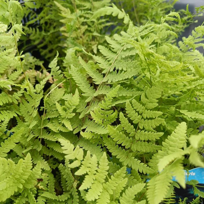 NEVAIMARRE Thelypteris palustris P9 Sirolehtinen saniainen pihan varjoiseen ja kosteaan osaan NEVAIMARRE Thelypteris palustris P9 Sirolehtinen saniainen pihan varjoiseen ja kosteaan osaan