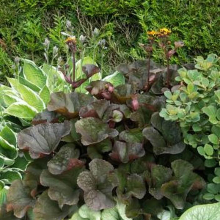 KALLIONAUHUS 'BBQ BANANA' Ligularia dentata 'BBQ Banana' P12 TULOSSA MYYNTIIN MYOHEMMIN KESALLA / Tummalehtinen nauhus