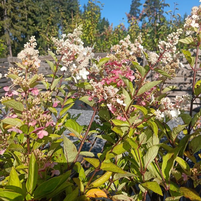 SYYSHORTENSIA 'PINKY WINKY' Hydrangea paniculata 'Pinky Winky' Komeasti loppukesasta ja alkusyksysta kukkiva koristepensas. SYYSHORTENSIA 'PINKY WINKY' Hydrangea paniculata 'Pinky Winky' Komeasti loppukesasta ja alkusyksysta kukkiva koristepensas.