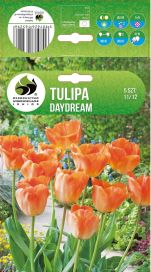 TULPPAANI 'DAYDREAM' Tulipa 'Daydream' 5 sipulia