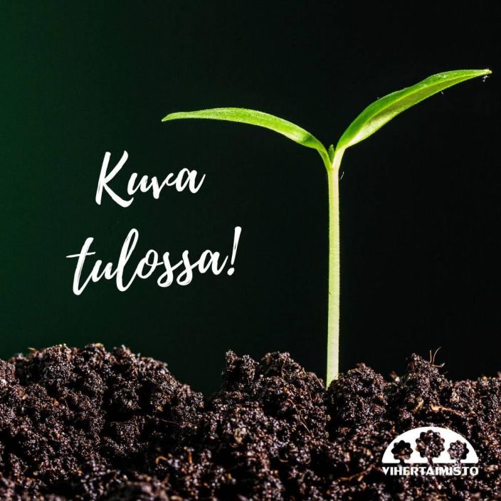 LANNENHEISIANGERVO Physocarpus opulifolius PALJASJUURINEN aitataimi 10 kpl Vahvakasvuinen, pari-kolme metriseksi jaava tihea