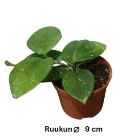 ISOPOSLIINIKUKKA 'FRECKLES SPLASH' Hoya carnosa 'Freckles Splash' P9