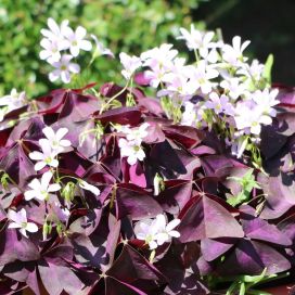 KOLMIOKÄENKAALI Oxalis triangularis 10 kpl mukuloita