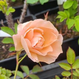 KÖYNNÖSRUUSU 'ABOVE AND BEYOND' Rosa 'ZLEEItonStrack' At 3 L