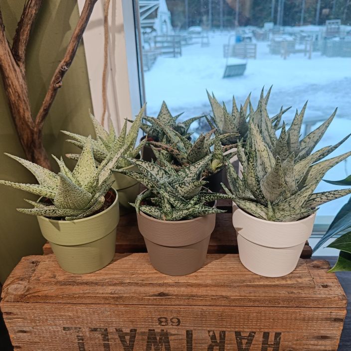 ALOE mix koristeruukussa Sekoitus erilaisia aloeita muovisessa koristeruukussa ALOE mix koristeruukussa Sekoitus erilaisia aloeita muovisessa koristeruukussa