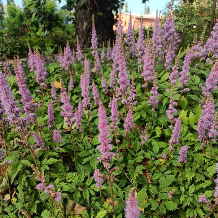 KAAPIOJALOANGERVO 'PUMILA' Astilbe chinensis 'Pumila' P9 Matala jaloangervo, jolla on vaaleanpunainen kukka KAAPIOJALOANGERVO 'PUMILA' Astilbe chinensis 'Pumila' P9 Matala jaloangervo, jolla on vaaleanpunainen kukka