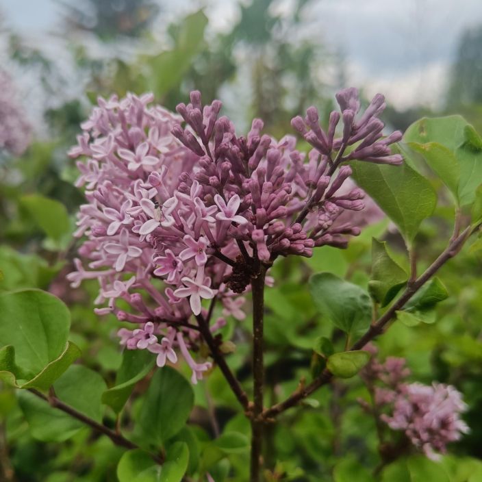 PIKKUSYREENI 'PALIBIN' Syringa meyeri 'Palibin' runko 80 cm Matalampivartinen pikkusyreeni, rungon korkeus n. 80 cm / VAIN PIKKUSYREENI 'PALIBIN' Syringa meyeri 'Palibin' runko 80 cm Matalampivartinen pikkusyreeni, rungon korkeus n. 80 cm / VAIN