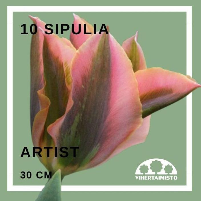 TULPPAANI 'ARTIST' Tulipa 'Artist' 10 sipulia 10 sipulia pussissa
