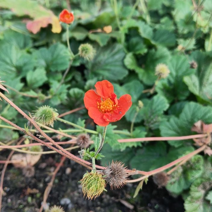 TULIKELLUKKA 'BORISII' Geum coccineum 'Borisii' P9 Oranssikukkainen kellukka TULIKELLUKKA 'BORISII' Geum coccineum 'Borisii' P9 Oranssikukkainen kellukka