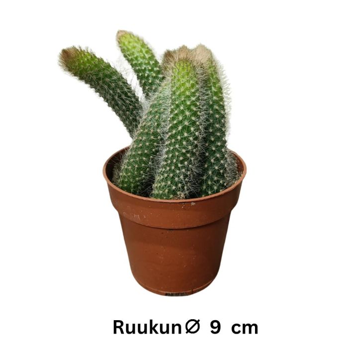 APINANHANTAKAKTUS Hildewintera colademononis P9 Porroisennakoinen kaktus APINANHANTAKAKTUS Hildewintera colademononis P9 Porroisennakoinen kaktus