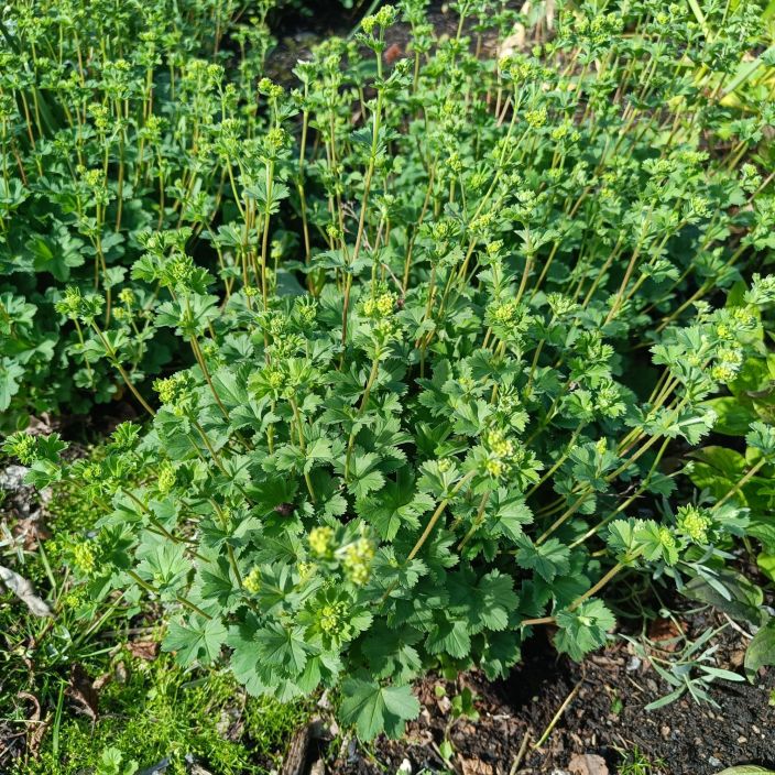 REUNUSPOIMULEHTI Alchemilla erythropoda P9 Pienikokoisempi poimulehti REUNUSPOIMULEHTI Alchemilla erythropoda P9 Pienikokoisempi poimulehti