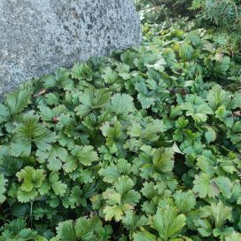 RÖNSYANSIKKA Waldsteinia ternata P10