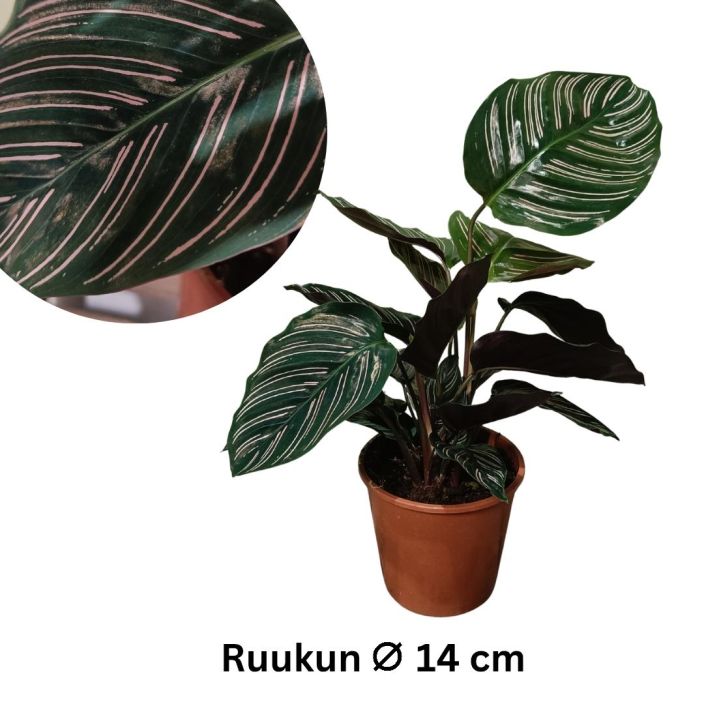 VIIRUMAIJA Calathea (Goeppertia) ornata 'Sanderiana' P14 Maija(kki), jonka tummanvihreissa lehdissa on vaaleanpunaisia VIIRUMAIJA Calathea (Goeppertia) ornata 'Sanderiana' P14 Maija(kki), jonka tummanvihreissa lehdissa on vaaleanpunaisia
