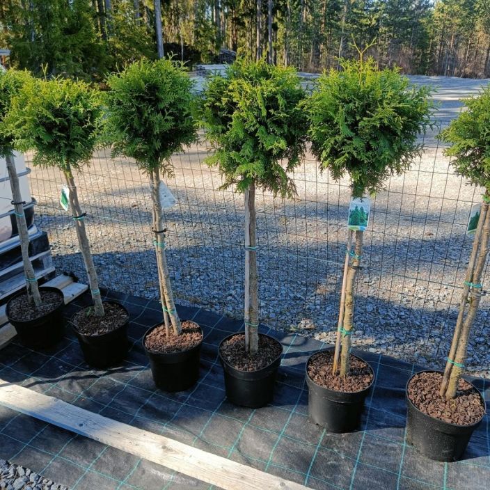 KARTIOTUIJA 'BRABANT' Thuja occidentalis 'Brabant' palloksi leikattu, rungon korkeus n.80 cm Rungolliseksi palloksi