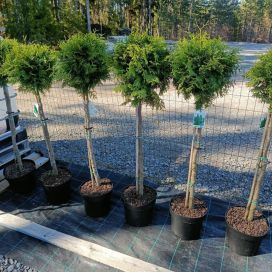 KARTIOTUIJA 'BRABANT' Thuja occidentalis 'Brabant' palloksi leikattu, rungon korkeus n. 80 cm