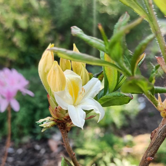 PUISTOATSALEA 'ILLUSIA' Rhododendron 'Illusia' 30-40 cm, At 3 L Valkokeltakukkainen, matala atsalea / VAIN NOUTO PUISTOATSALEA 'ILLUSIA' Rhododendron 'Illusia' 30-40 cm, At 3 L Valkokeltakukkainen, matala atsalea / VAIN NOUTO