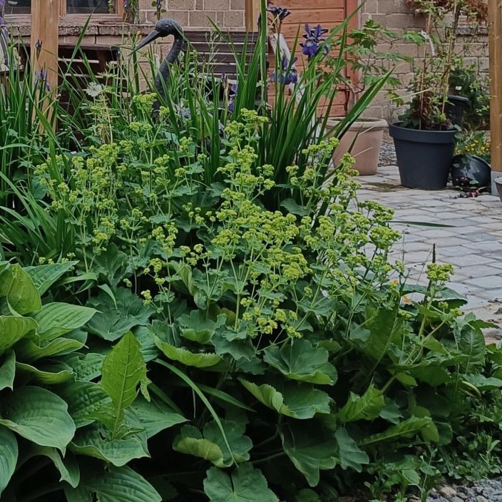 JÄTTIPOIMULEHTI Alchemilla mollis P11 tuotekuva 1