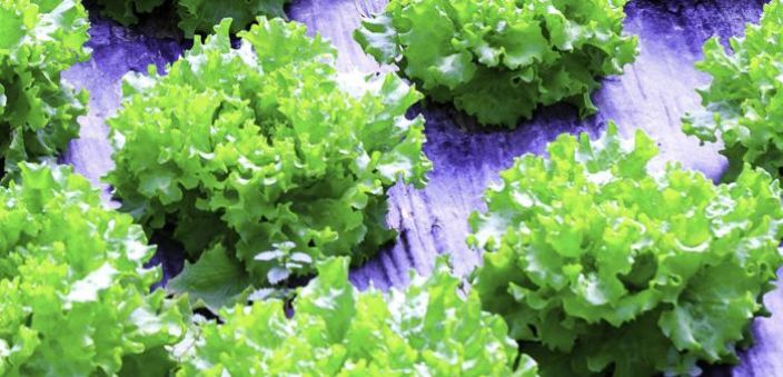 Hortex Kompostoituva puutarhakalvo 1 x 10m² Yksivuotisten kylvosten suojaamiseen rikkakasveilta. Hortex Kompostoituva puutarhakalvo 1 x 10m² Yksivuotisten kylvosten suojaamiseen rikkakasveilta.