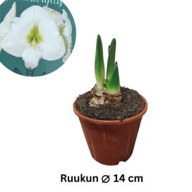 RITARINKUKKA (Amaryllis) 'DENVER' Hippeastrum 'Denver' P14