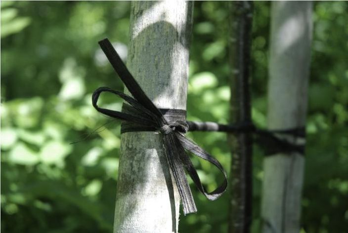 Tervanaru tuotekuva 1 Tervanaru tuotekuva 1