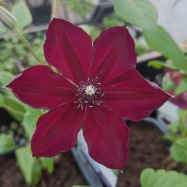 LOISTOKÄRHÖ 'WESTERPLATTE' Clematris hybr-r 'Westerplatte' At 2L