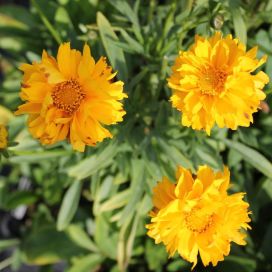 ISOKAUNOSILMÄ 'SUNRAY' Coreopsis grandiflora 'Sunray' P10