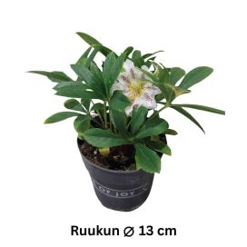 JOULURUUSU Helleborus orientalis mix P13