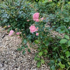MAANPEITERUUSU 'THE FAIRY' Rosa 'The Fairy' At 3 L