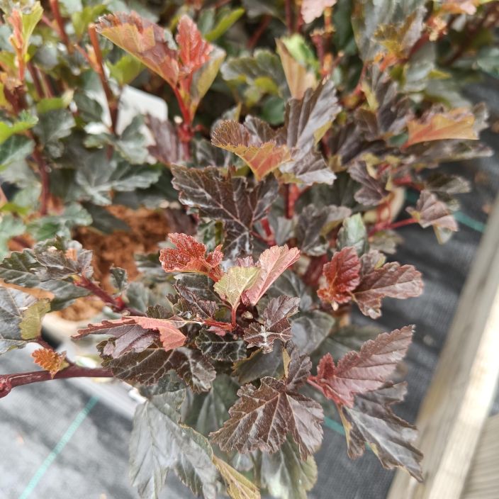 PURPPURAHEISIANGERVO &#039;RED BARON&#039; Physocarpus  opulifolius &#039;Red Baron&#039; AT 1L tuotekuva 1