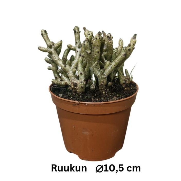 MEHIKASVI Tylecodon buchholzi P10,5 Erikoinen, yleensa lehdeton mehikasvi