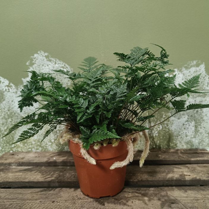 KAPALASANIAINEN Humata tyermannii P12 Helppohoitoinen saniainen, jonka maavarret ovat kuin turkin peitossa. HUOM! Lue koko KAPALASANIAINEN Humata tyermannii P12 Helppohoitoinen saniainen, jonka maavarret ovat kuin turkin peitossa. HUOM! Lue koko