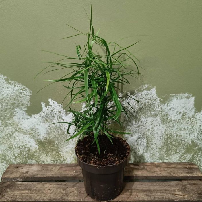 KOYNNOSPARSA Asparagus falcatus P12 Vanhanajan huonekasvi KOYNNOSPARSA Asparagus falcatus P12 Vanhanajan huonekasvi