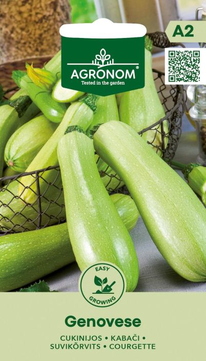 Kesakurpitsa 'Genovese' Vaaleanvihrea kesakurpitsa Kesakurpitsa 'Genovese' Vaaleanvihrea kesakurpitsa