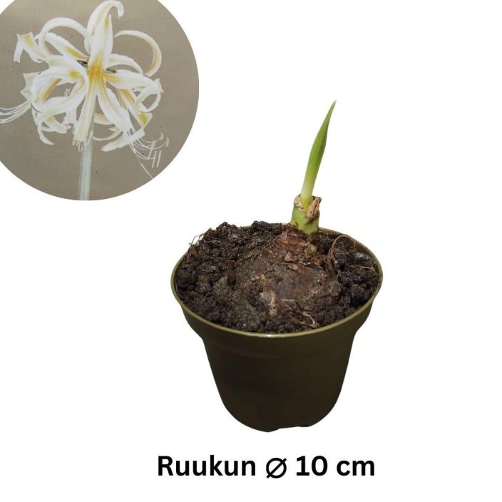 RITARINKUKKA (Amaryllis) 'SAFRON' Hippeastrum 'Safron' P10 ERIKOISLAJIKE! Harvoin tarjolla: sirokukkainen, pienikasvuinen