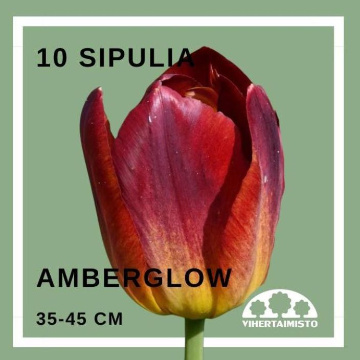TULPPAANI 'AMBER GLOW' Tulipa 'Amberglow' 10 sipulia 10 sipulia pussissa TULPPAANI 'AMBER GLOW' Tulipa 'Amberglow' 10 sipulia 10 sipulia pussissa