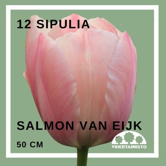 TULPPAANI 'SALMON VAN EIJK' Tulipa 'Salmon Van Eijk' 12 sipulia 12 sipulia pussissa