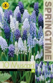 HELMILILJA MIX Muscari mix 10 sipulia