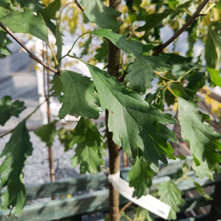 TAMMENLEHTILEPPA Alnus glutinosa var. quercifolia 150-250 cm Tervalepan erikoismuoto, jonka lehdet muistuttavat tammen TAMMENLEHTILEPPA Alnus glutinosa var. quercifolia 150-250 cm Tervalepan erikoismuoto, jonka lehdet muistuttavat tammen