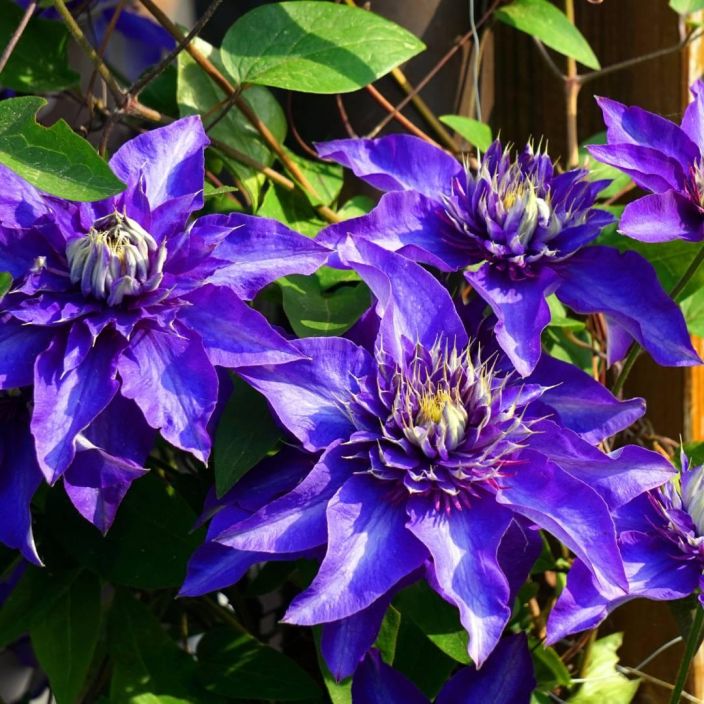 Clematis 'Multiblue', Loistokarho VAIN NOUTO Clematis 'Multiblue', Loistokarho VAIN NOUTO