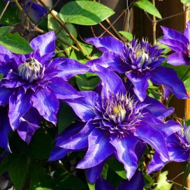 LOISTOKÄRHÖ 'MULTIBLUE' Clematis 'Multiblue' At 2L