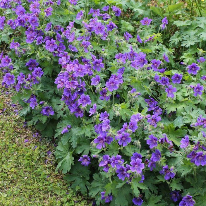Geranium x magnificum, Tarhakurjenpolvi VAIN NOUTO Geranium x magnificum, Tarhakurjenpolvi VAIN NOUTO