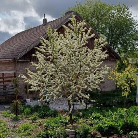 PILVIKIRSIKKA Prunus pensylvanica 150-250 cm