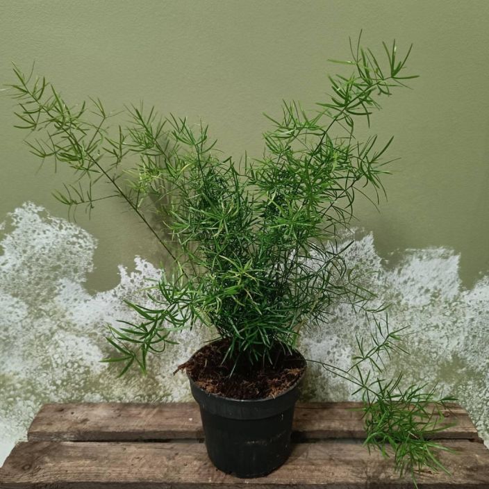 HIENOHELMA Asparagus densiflorus 'Sprengeri' P12 Vanhanajan huonekasvi HIENOHELMA Asparagus densiflorus 'Sprengeri' P12 Vanhanajan huonekasvi