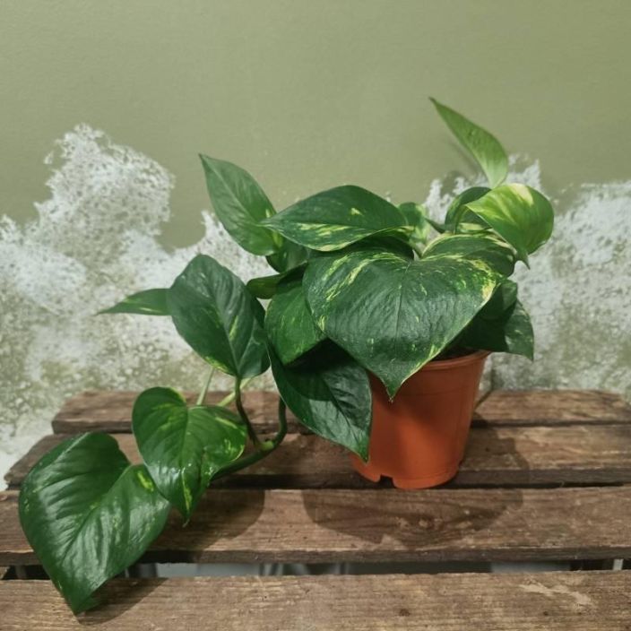 KULTAKOYNNOS Epipremnum aureum (pinnatum) P12 Kultakoynnoksen peruslajike, jonka lehdissa on usein vaaleita alueita KULTAKOYNNOS Epipremnum aureum (pinnatum) P12 Kultakoynnoksen peruslajike, jonka lehdissa on usein vaaleita alueita