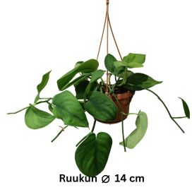 HOPEAKÖYNNÖS 'JADE SATIN' Scindapsus pictus 'Jade Satin' P14